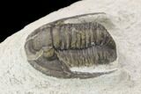 Bargain, Cornuproetus Trilobite Fossil - Morocco #119830-2